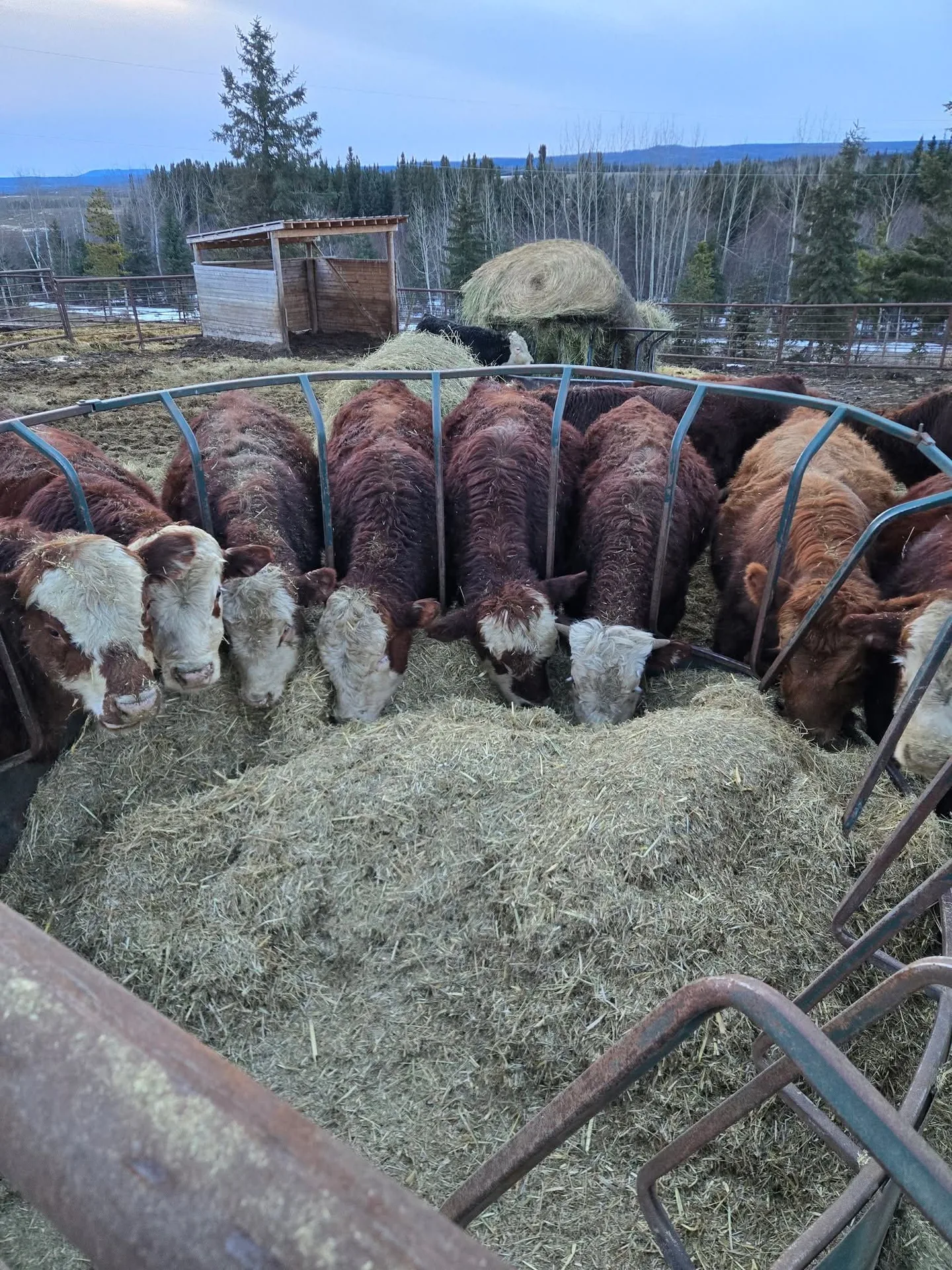 Red Angus and Hereford-cross herd at JJ Cattle Co.