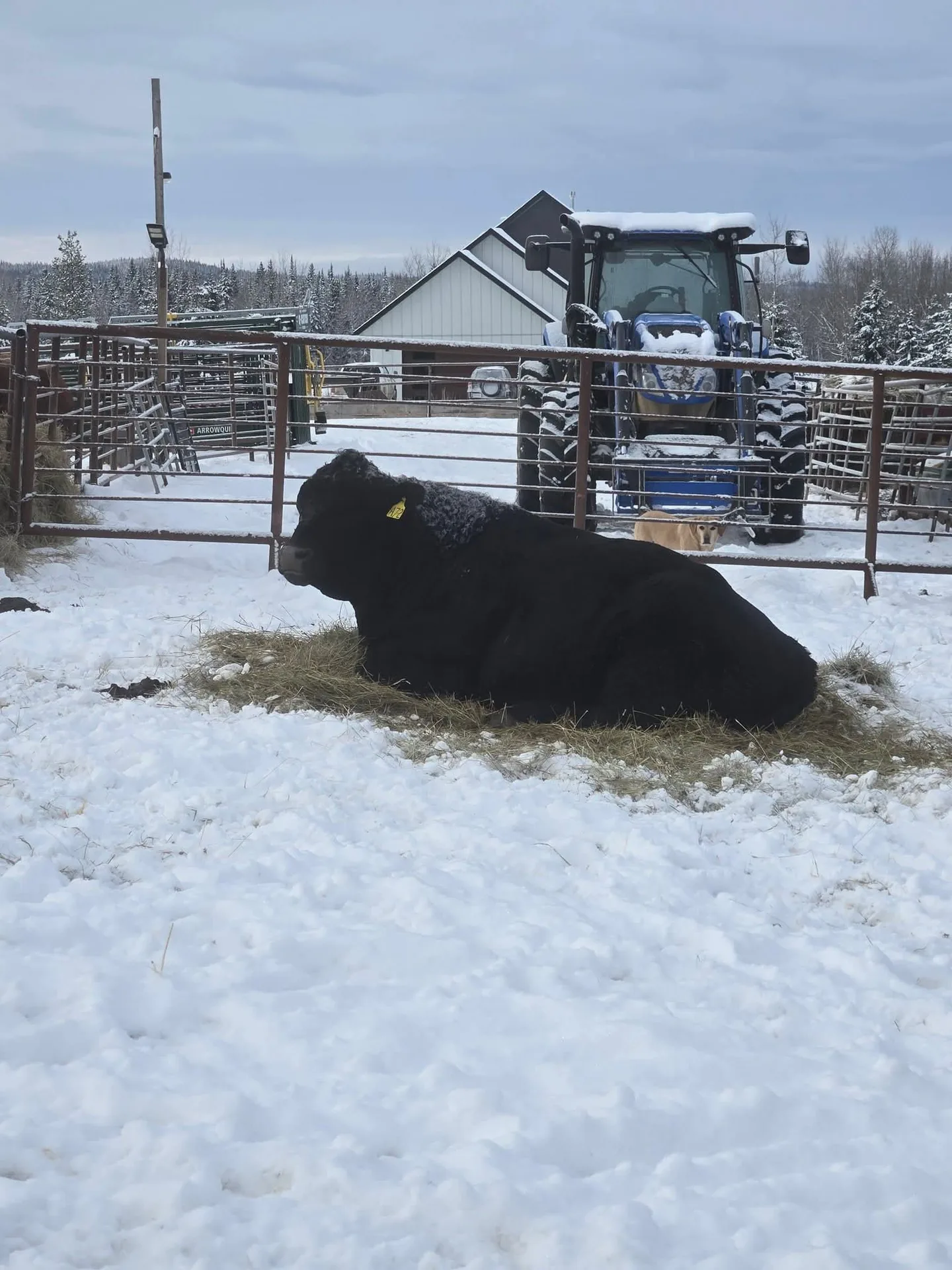 JJ Cattle Co. — working the operation