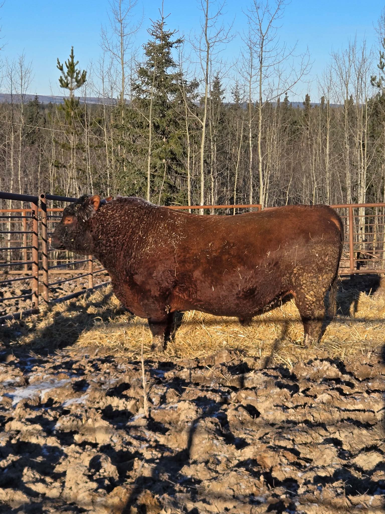 JJ Cattle Co. Red Angus bull — Northern BC genetics