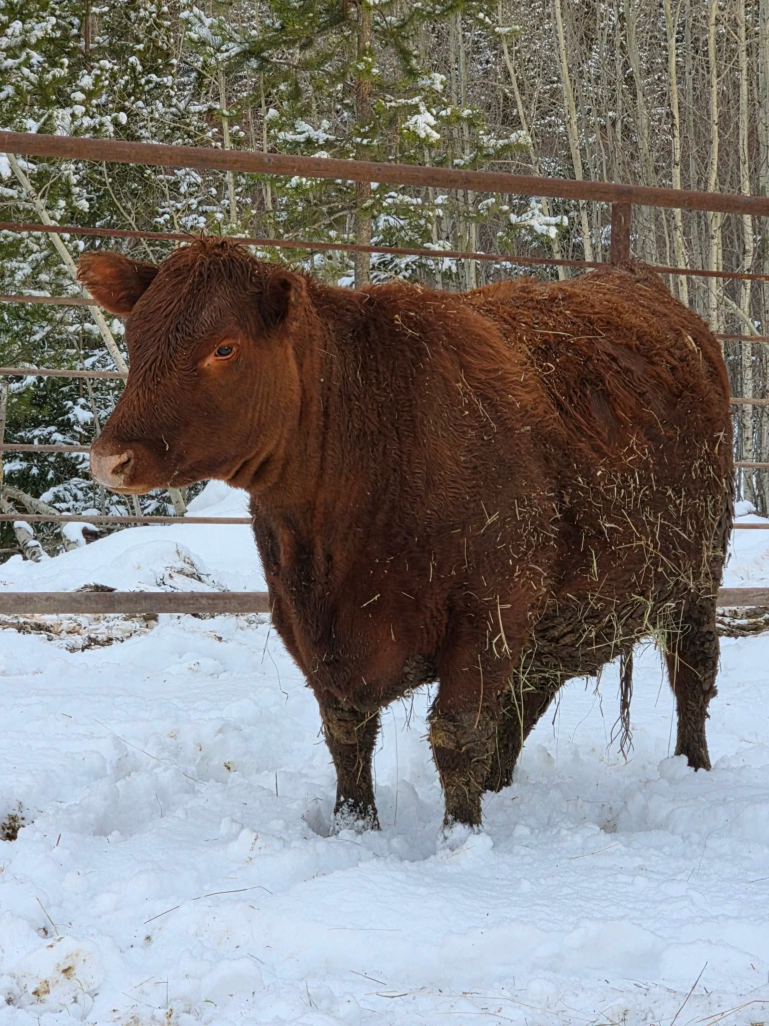 JJ Cattle Co. Red Angus bull in snow