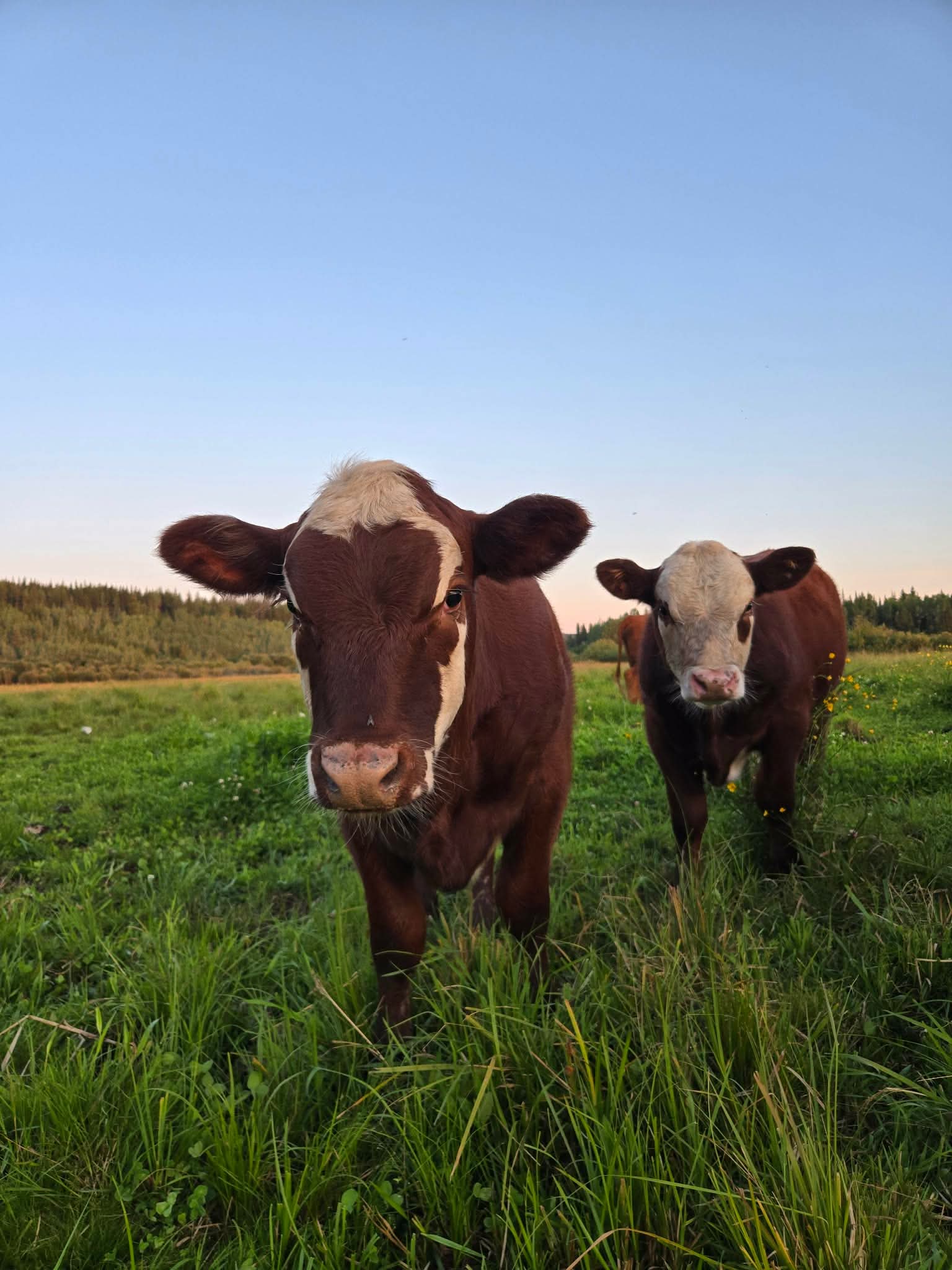 JJ Cattle Co. Hereford calves in summer pasture