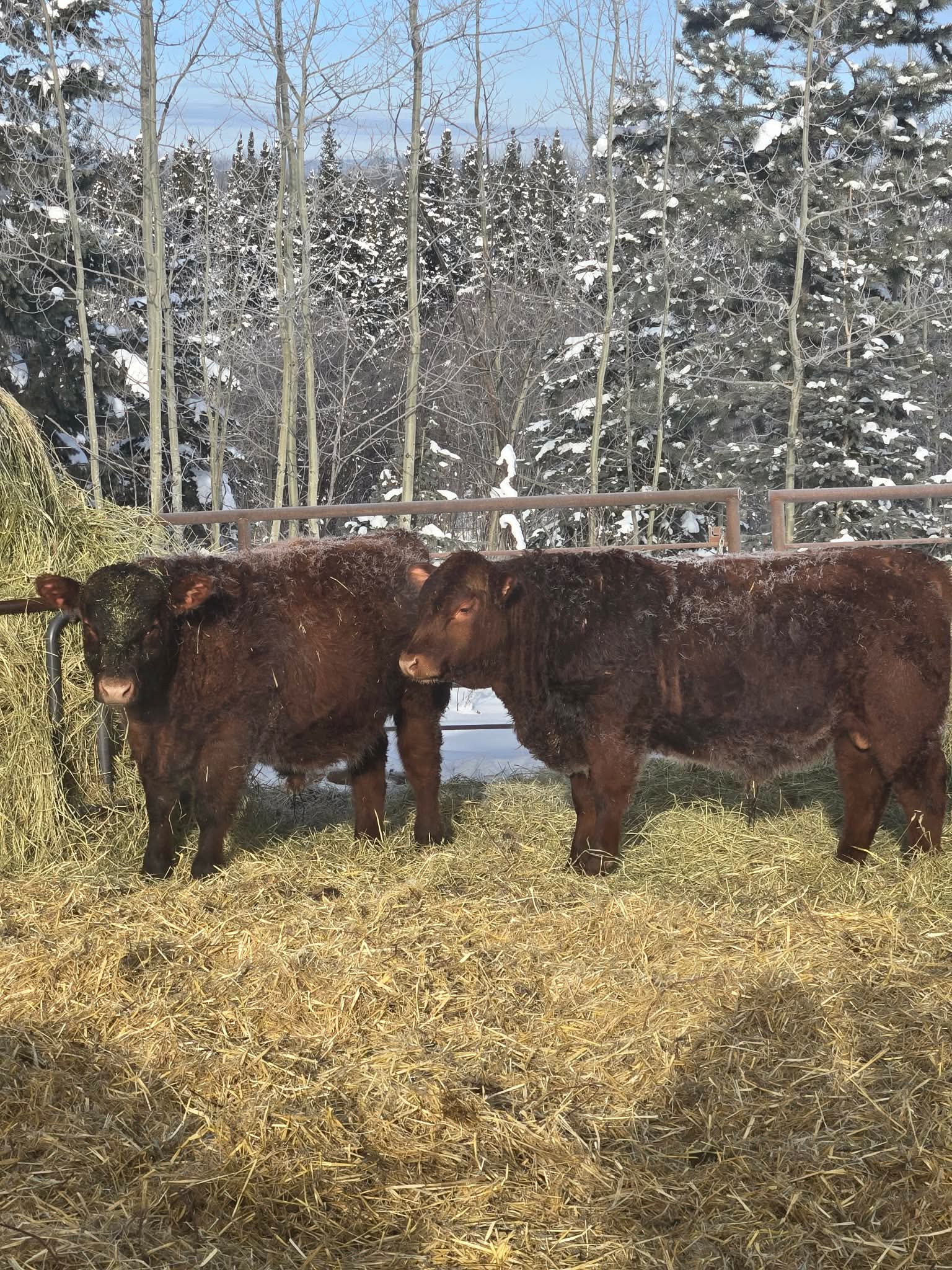 JJ Cattle Co. red calves in hay — winter