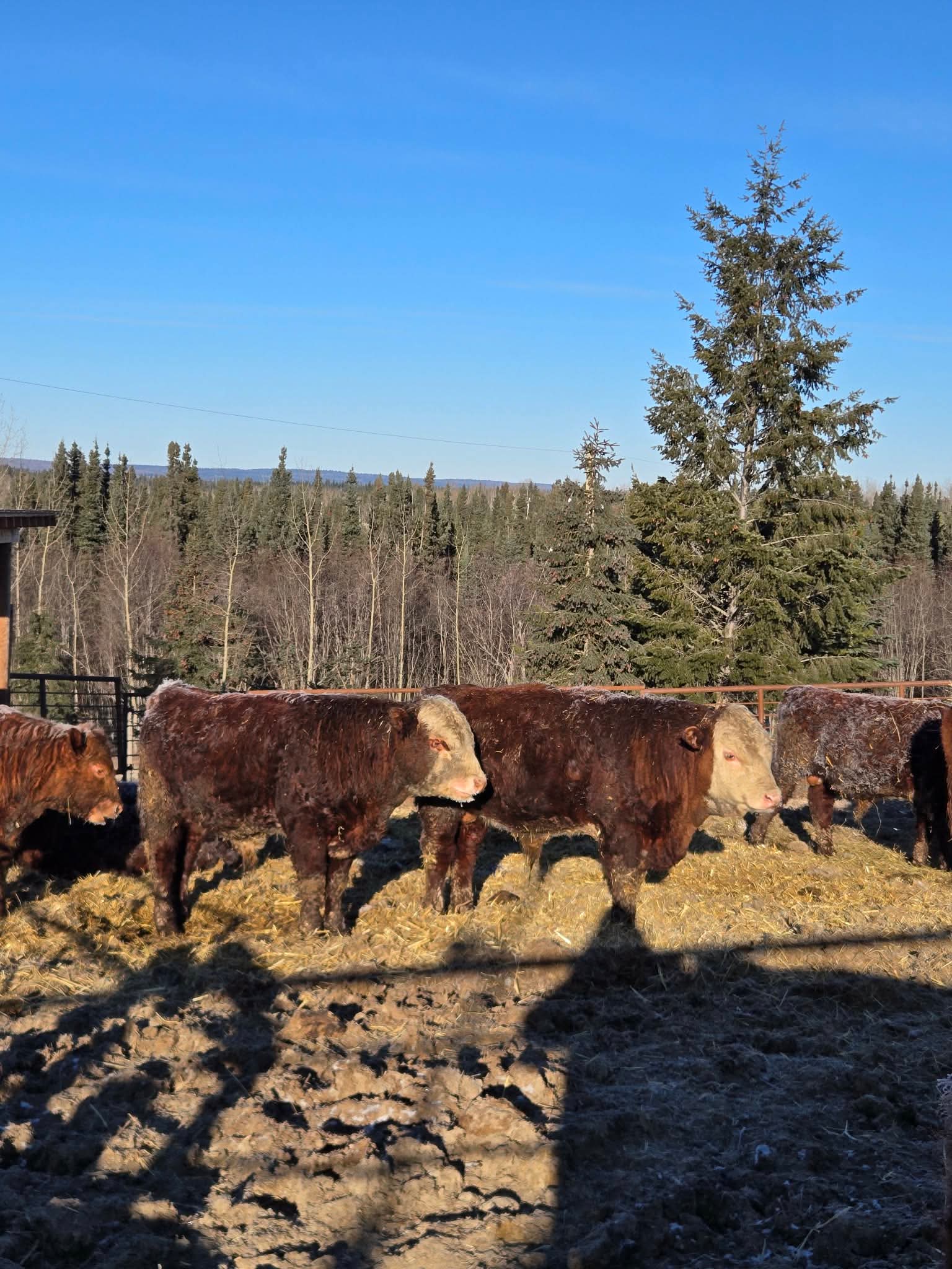 JJ Cattle Co. Hereford herd in outdoor pen