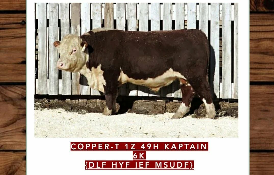 Copper-T 1Z 49H Kaptain 6K — JJ Cattle Co. registered bull