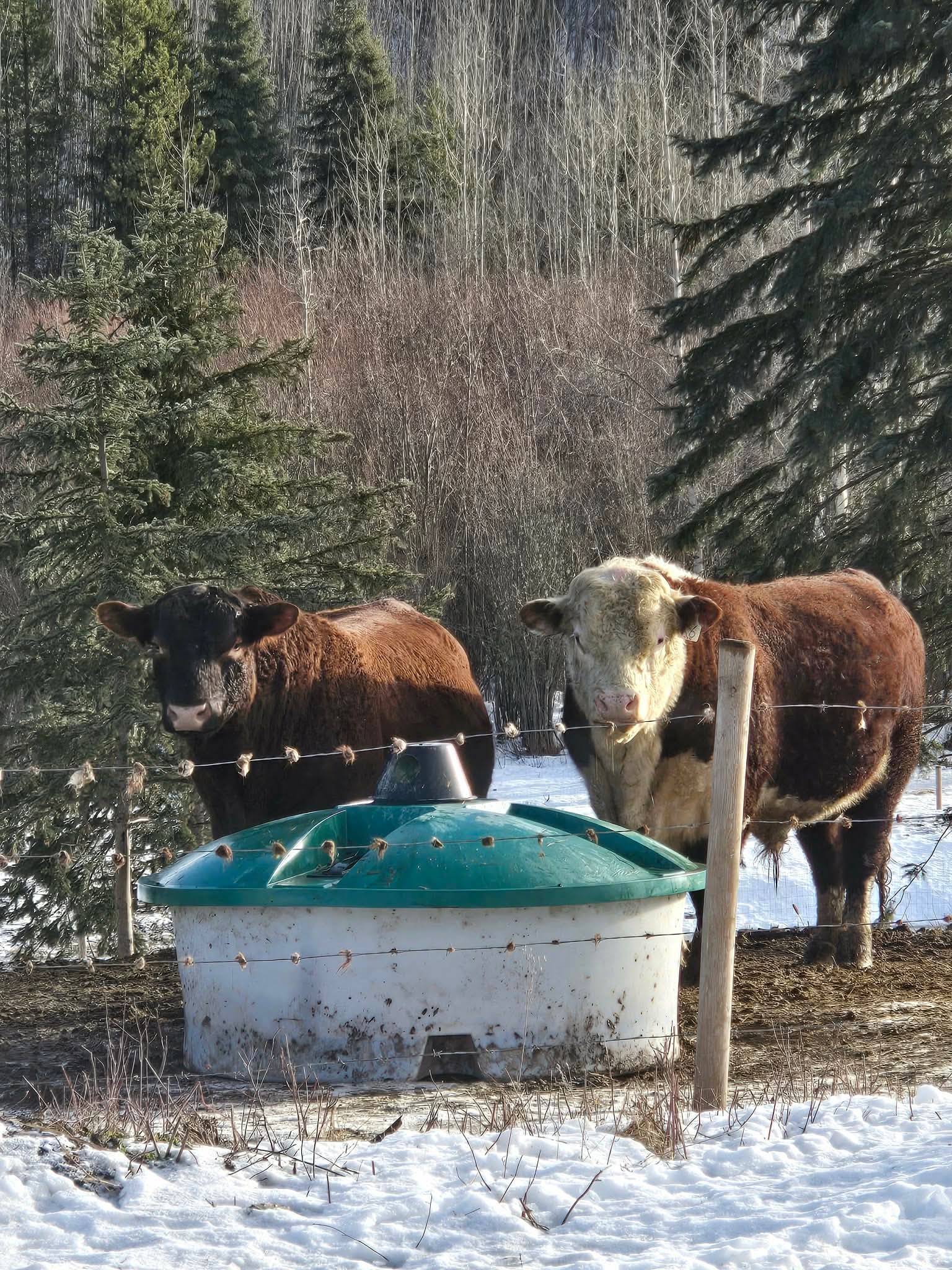 JJ Cattle Co. cattle at water trough — winter
